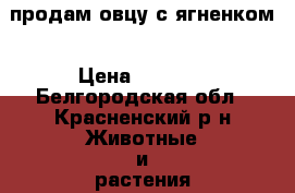 продам овцу с ягненком › Цена ­ 3 000 - Белгородская обл., Красненский р-н Животные и растения » Другие животные   